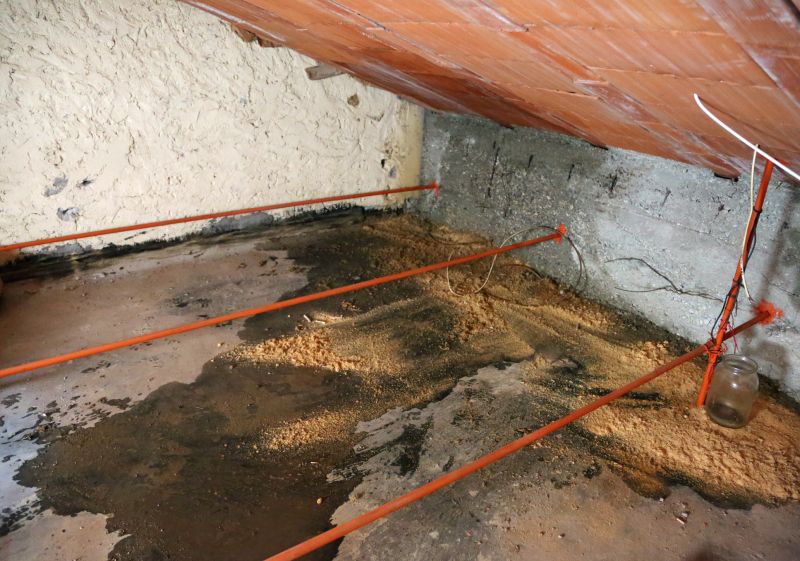Attic Mold Removal