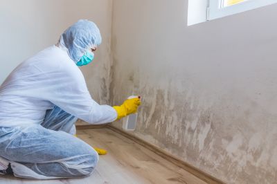 Basement Mold Removal