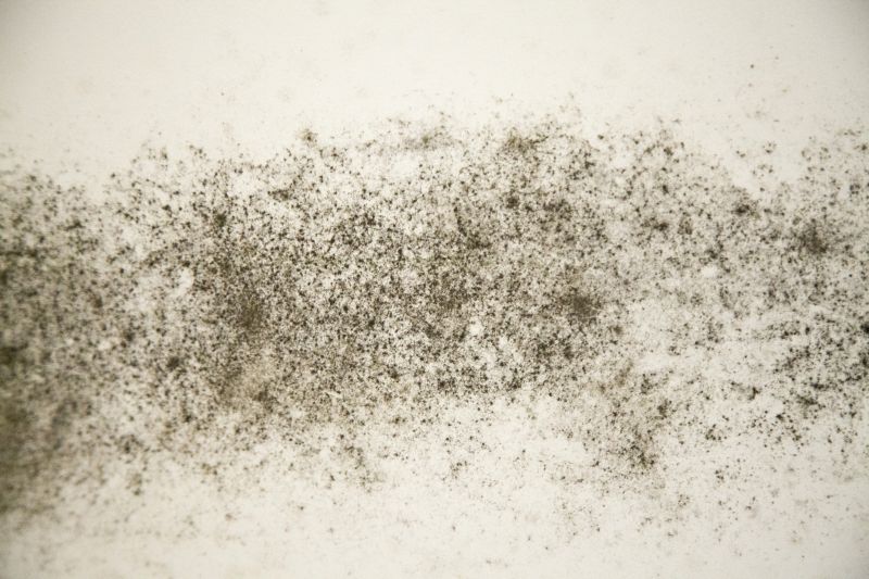 Bathroom Mold Inspection