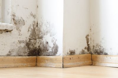 Black Mold Testing
