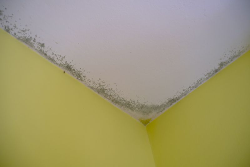 Ceiling Mold Removal