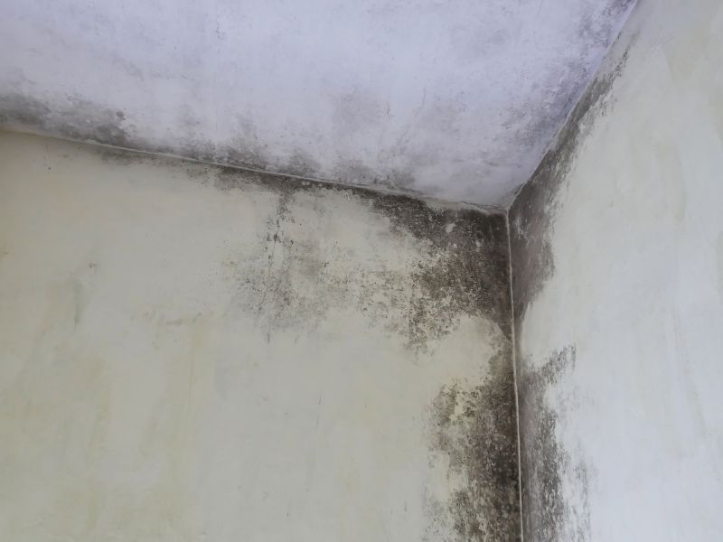 Garage Mold Remediation