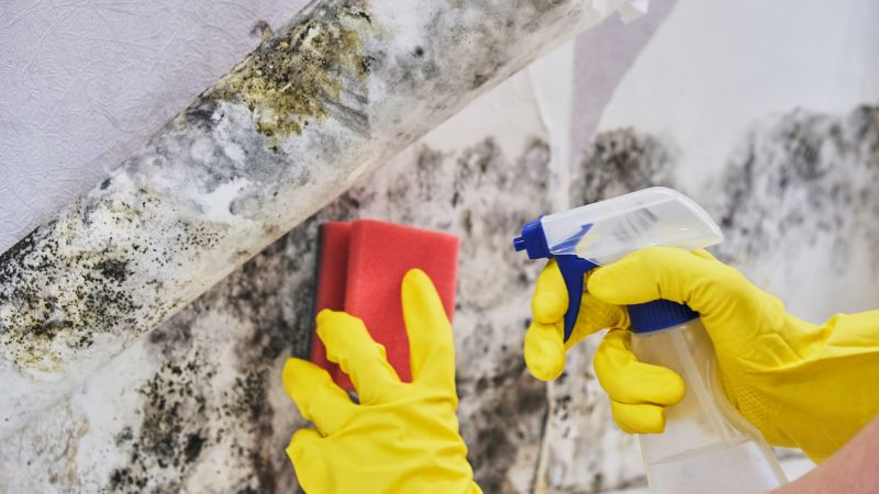 Mold Cleanup Service