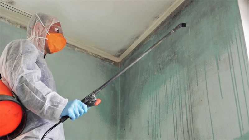 Mold Removal Service