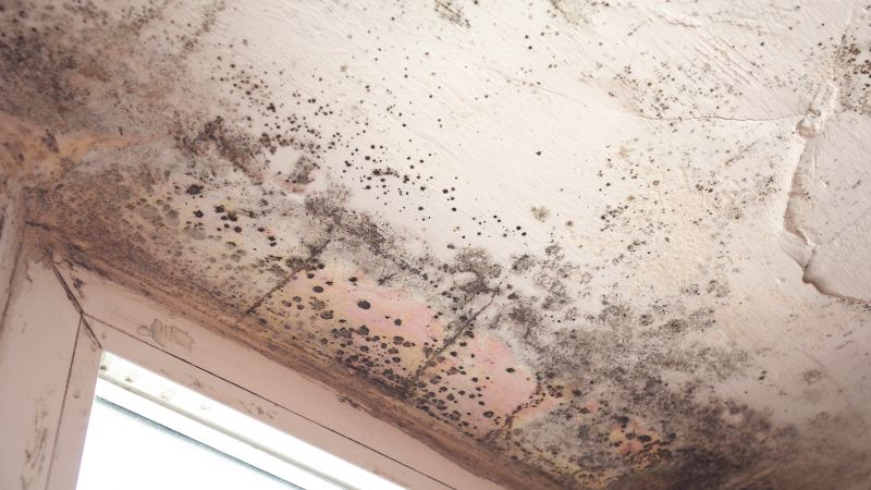 Mold on Ceiling