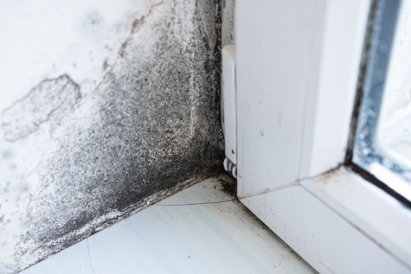 Black Mold Inspection in Acworth
