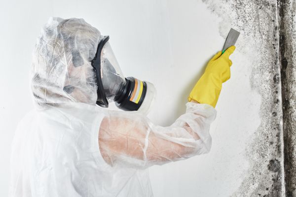Commercial Mold Removal Service