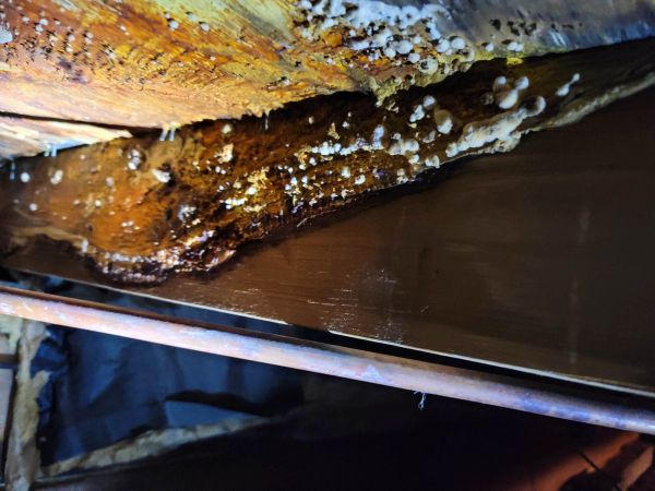 Basement Mold Removal in Acworth