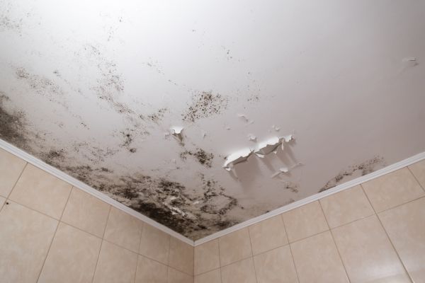 Ceiling Mold Removal in Acworth