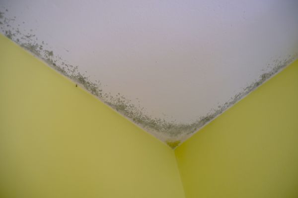 Black Mold Removal Service in Acworth