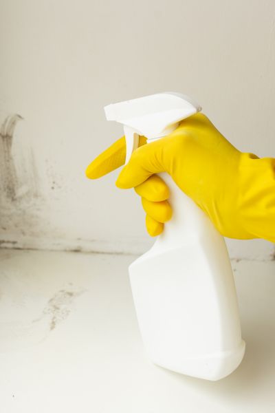 White Mold Removal Service
